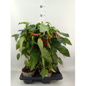 Capsicum annuum   ...peper