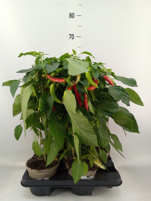 <h4>Capsicum annuum   ...peper</h4>