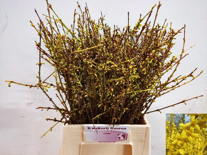 <h4>FORSY I SPECTABILIS</h4>