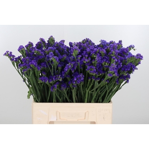 Limonium Crystal Dark Blue