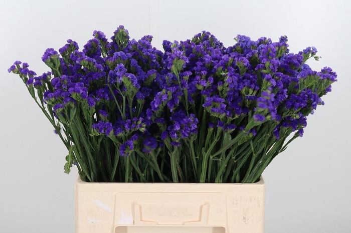 <h4>Limonium Crystal Dark Blue</h4>