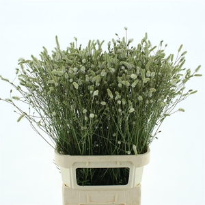 Sang Officinalis