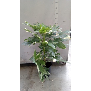 Fatsia japonica 'Variegata'
