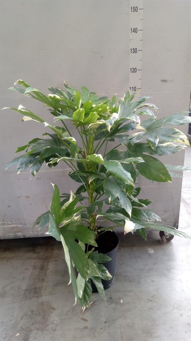 <h4>Fatsia japonica 'Variegata'</h4>