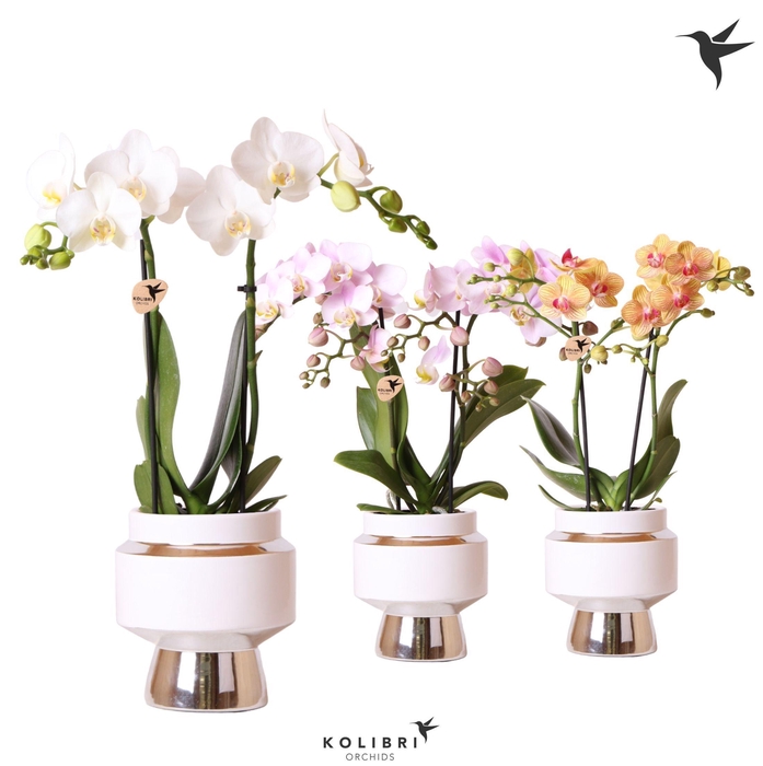 <h4>Kolibri Orchids Phalaenopsis mix 2 spike in Le Chic pot silver</h4>