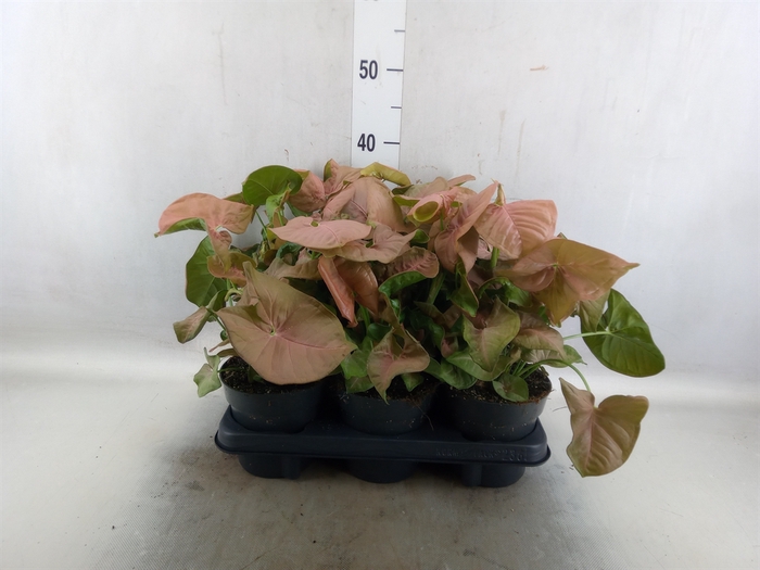 <h4>Syngonium  'Red Heart'</h4>