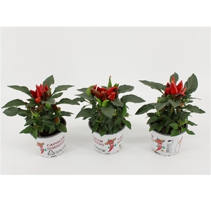 Capsicum Annuum 'Favorit Red'