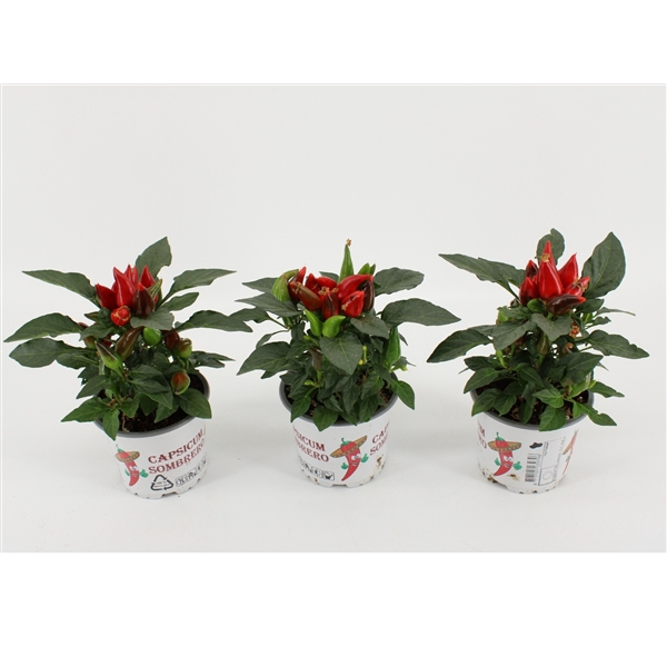 <h4>Capsicum Annuum 'Favorit Red'</h4>