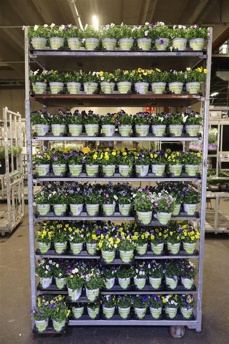 <h4>Vio Co Ov Mixk Div Kleuren</h4>