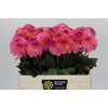 Dahlia DE 'Esli'