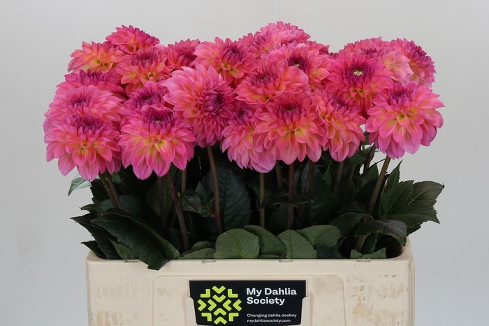 Dahlia DE 'Esli'