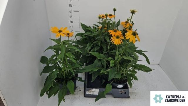 <h4>ECHINA PURPUREA</h4>