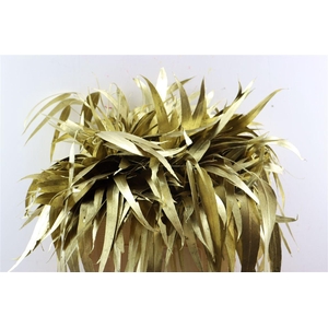 Euca Lancet Victoriablad Klbh Goud