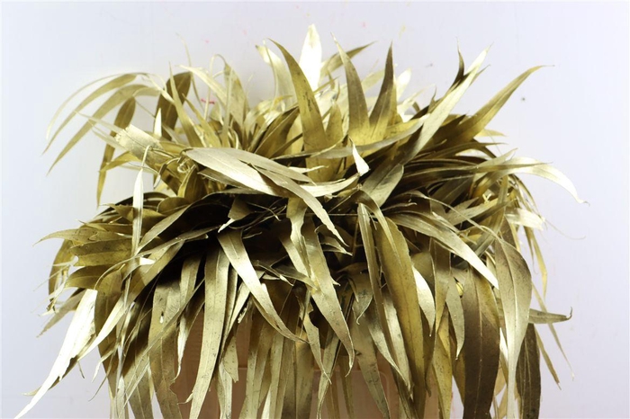 <h4>Euca Lancet Victoriablad Klbh Goud</h4>