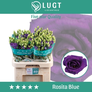 Lisianthus Rosita Blue