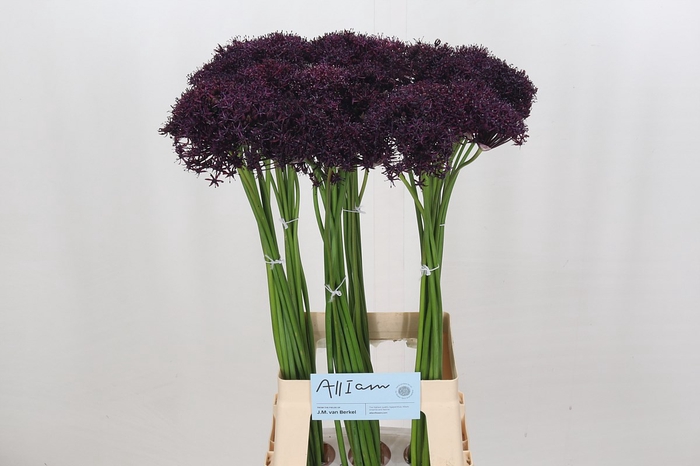 <h4>Allium Atropurpureum</h4>