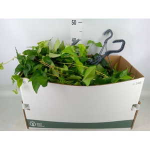 Hedera   ...green leafed