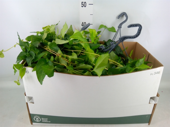 <h4>Hedera   ...green leafed</h4>