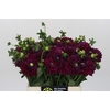Dahlia Lilac Bull