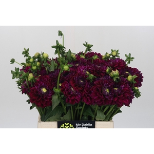 Dahlia Lilac Bull