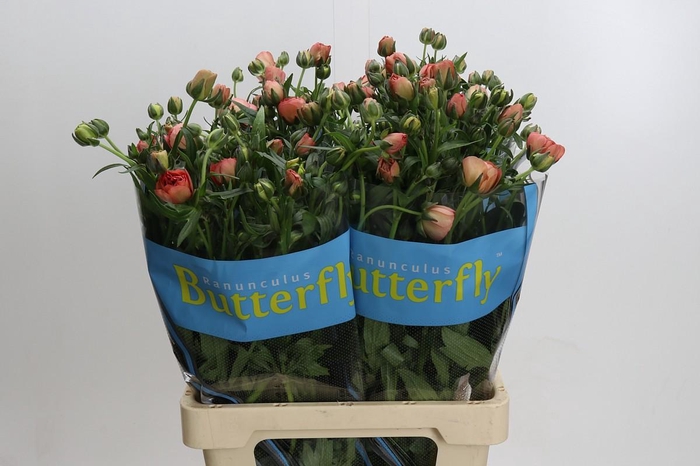 <h4>Ranunculus Butterfly Eris</h4>