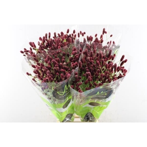 Sanguisorba Red Dream L 85