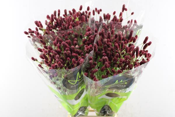 <h4>Sanguisorba Red Dream L 85</h4>
