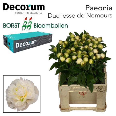 <h4>PAEO L DUCHES D NEMO 828.</h4>
