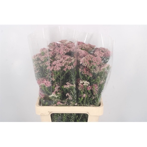 Ozoth Cook Tall Pink Per Bunch