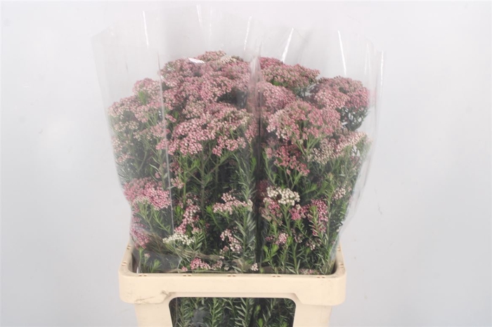 <h4>Ozoth Cook Tall Pink Per Bunch</h4>