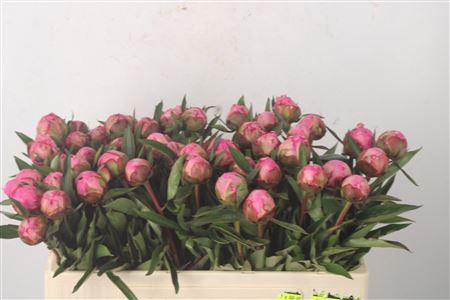 <h4>Paeo L Dr A Fleming X50</h4>
