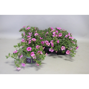 Calibrachoa Light Pink