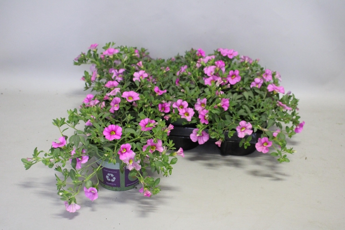 <h4>Calibrachoa Light Pink</h4>