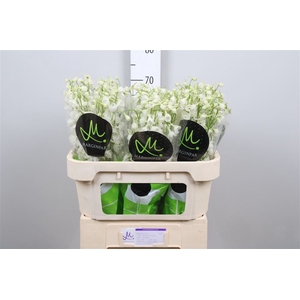 Delph En Be Andes White