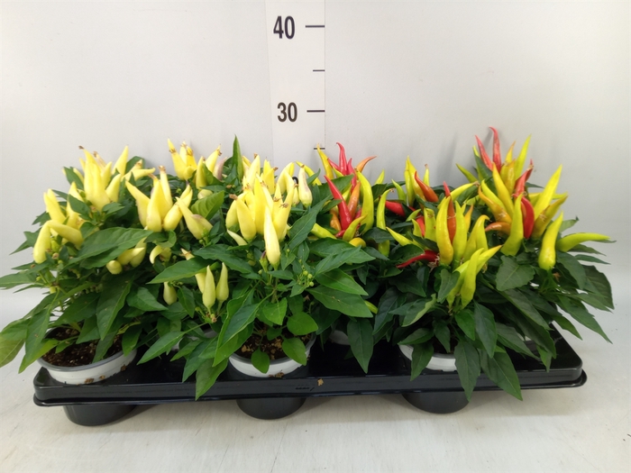 <h4>Solanum pseudocapsicum</h4>