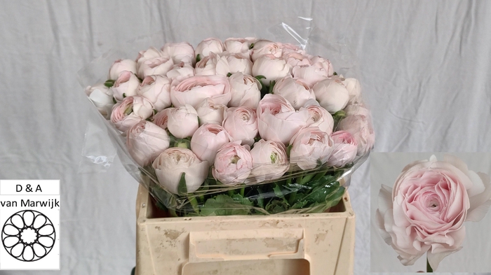 <h4>RANUNCULUS OV</h4>