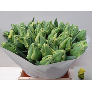 TU PA YELLOW MADONNA