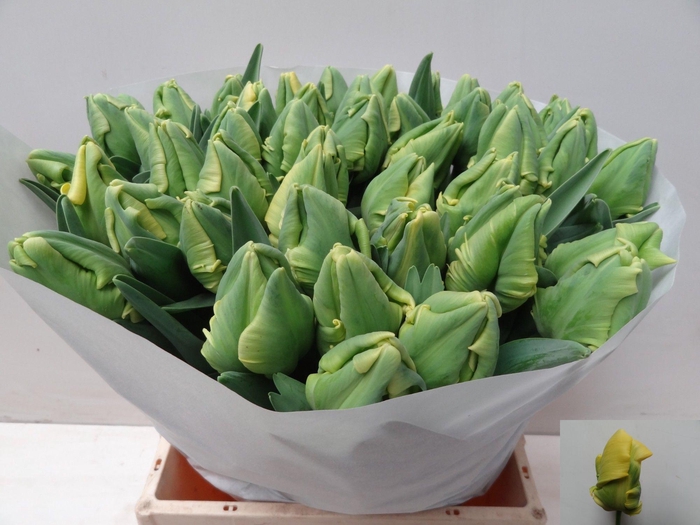 <h4>TU PA YELLOW MADONNA</h4>