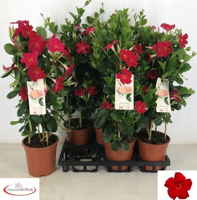 <h4>MANDE SUN EA SCARLET</h4>