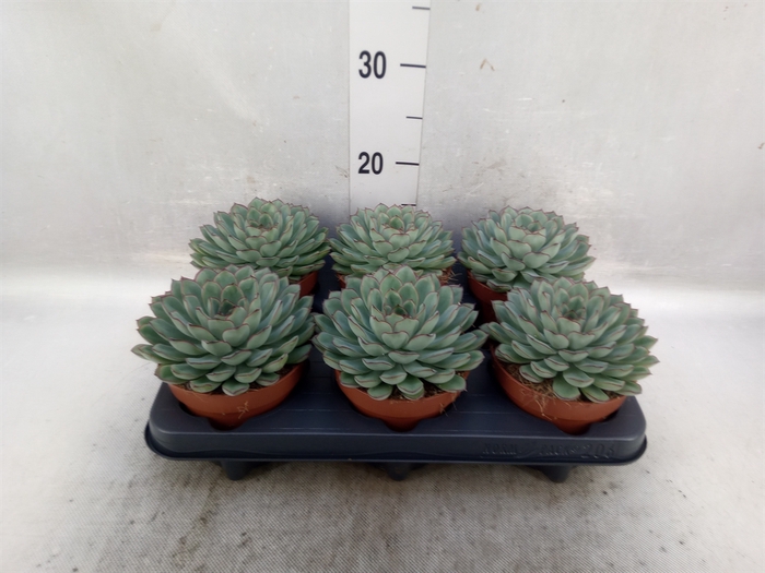 Echeveria pulidonis