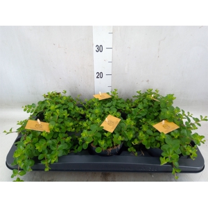 Peperomia rotundifolia