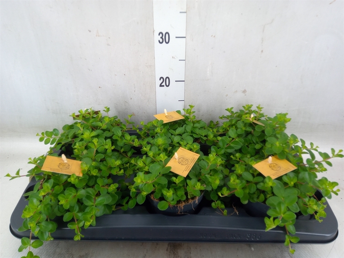 <h4>Peperomia rotundifolia</h4>