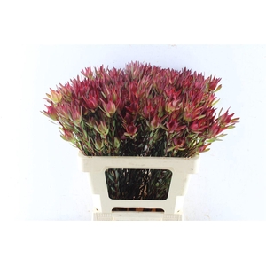 LEUCAD SAL BLUSH