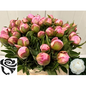 PAEO L GARDENIA