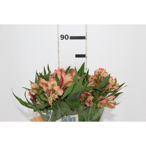 ALSTROEMERIA MILOS 080 CM