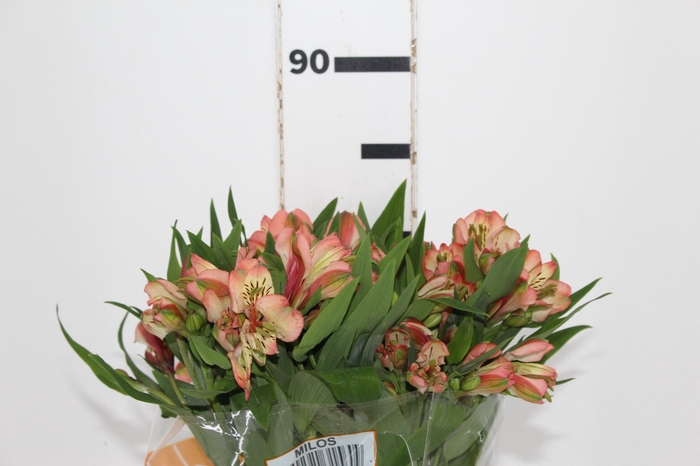 <h4>ALSTROEMERIA MILOS 080 CM</h4>