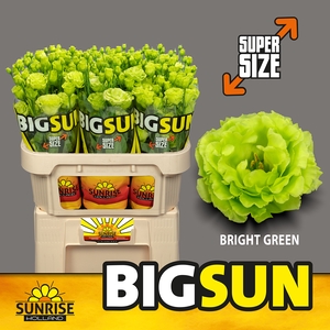 EUST BIG SUN G ROSAN BR GREEN