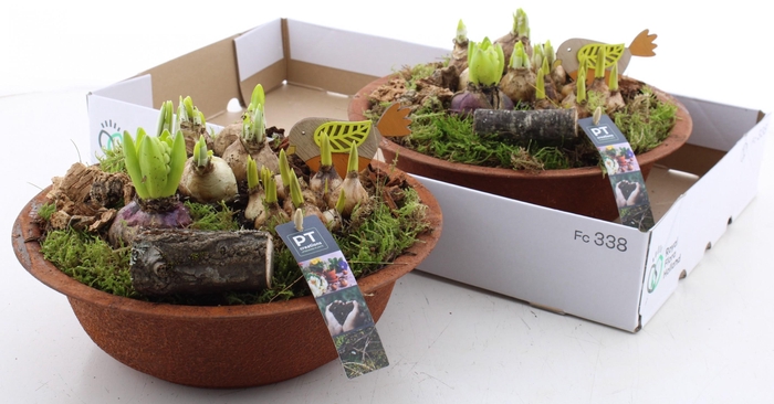 <h4>BOLBLOEMEN OV</h4>