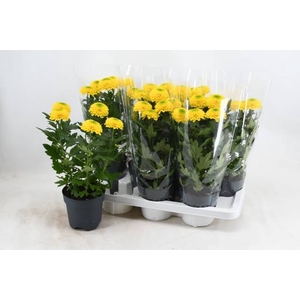 CHRYS FP YELLOW