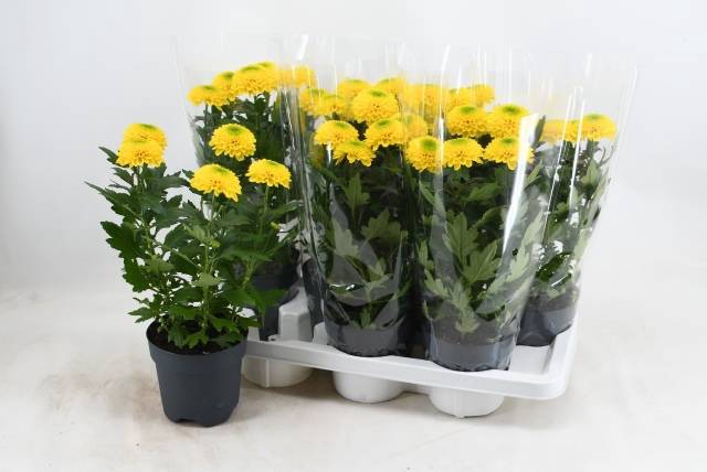<h4>CHRYS FP YELLOW</h4>